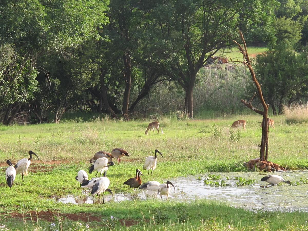 Harties Is Africa Safari Lodge Kosmos Εξωτερικό φωτογραφία