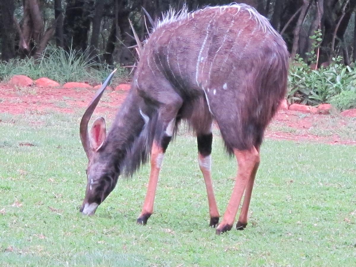 Harties Is Africa Safari Lodge Kosmos Εξωτερικό φωτογραφία