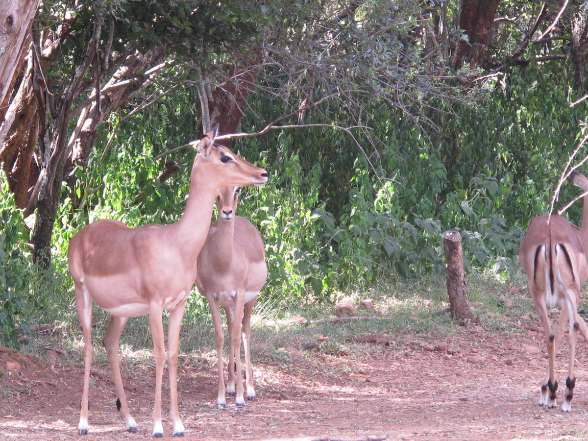 Harties Is Africa Safari Lodge Kosmos Εξωτερικό φωτογραφία
