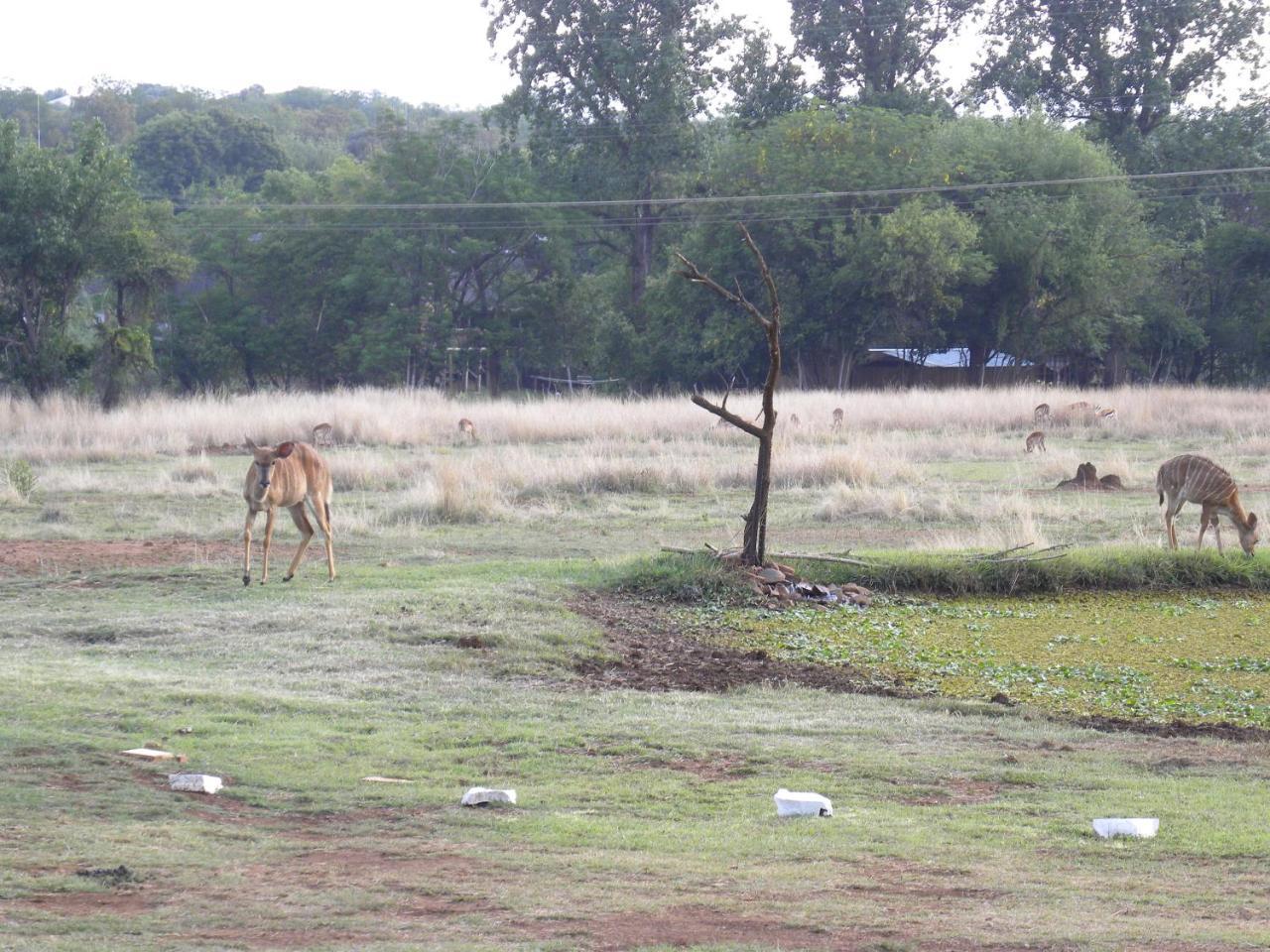 Harties Is Africa Safari Lodge Kosmos Εξωτερικό φωτογραφία