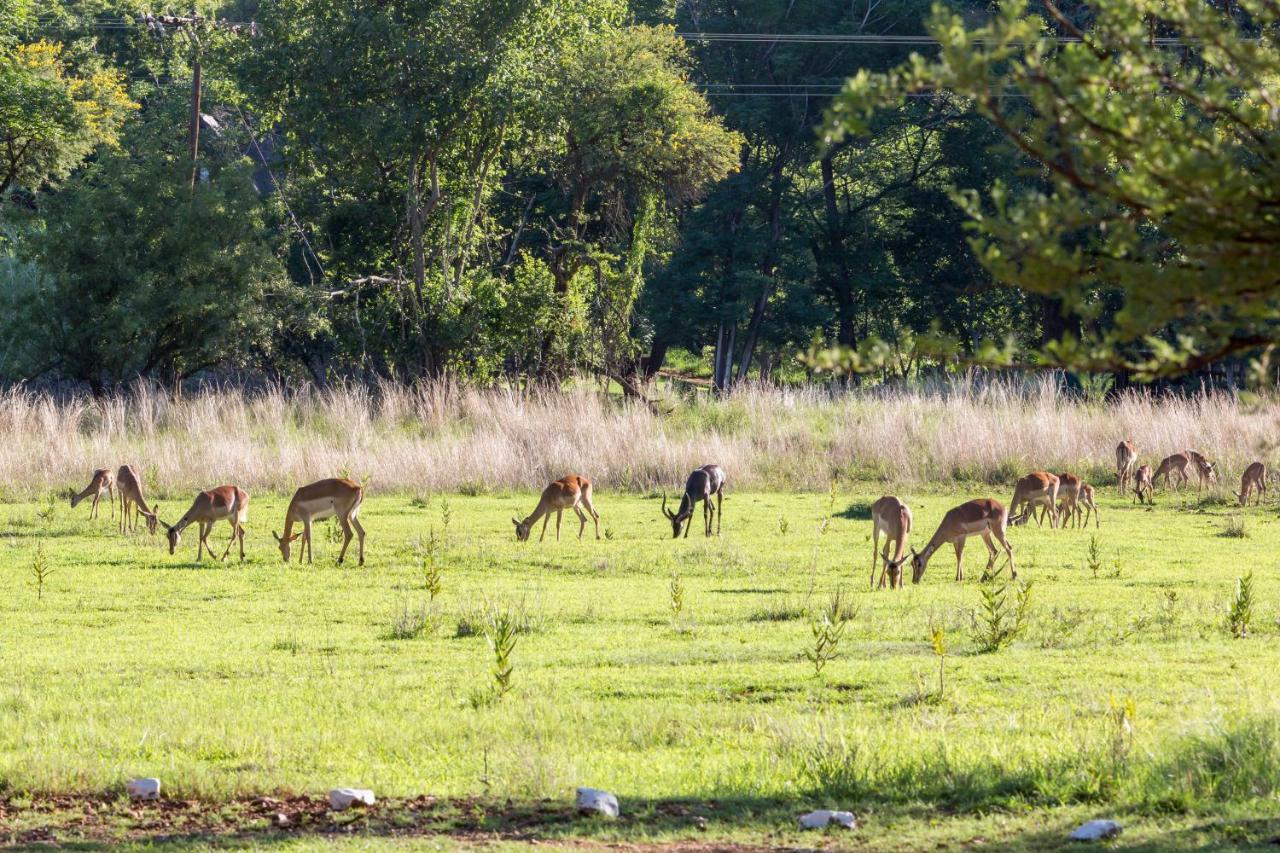 Harties Is Africa Safari Lodge Kosmos Εξωτερικό φωτογραφία